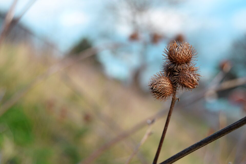 Plant floral blur