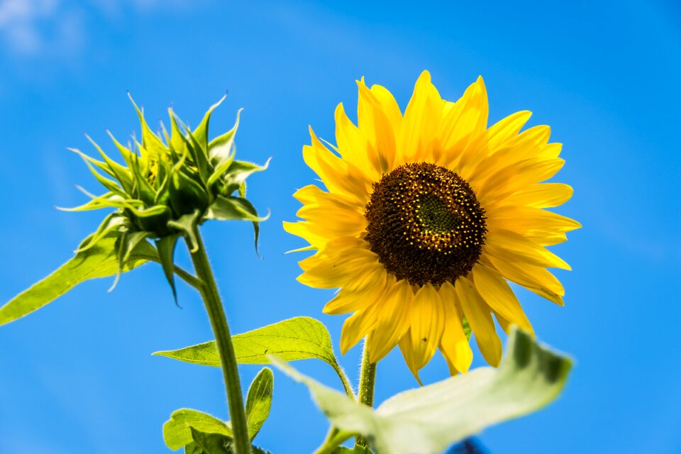 Summer close up yellow
