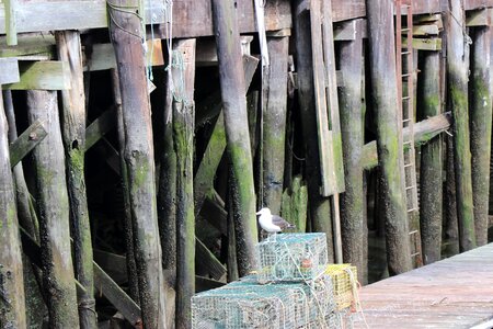 Pylons sea gull photo