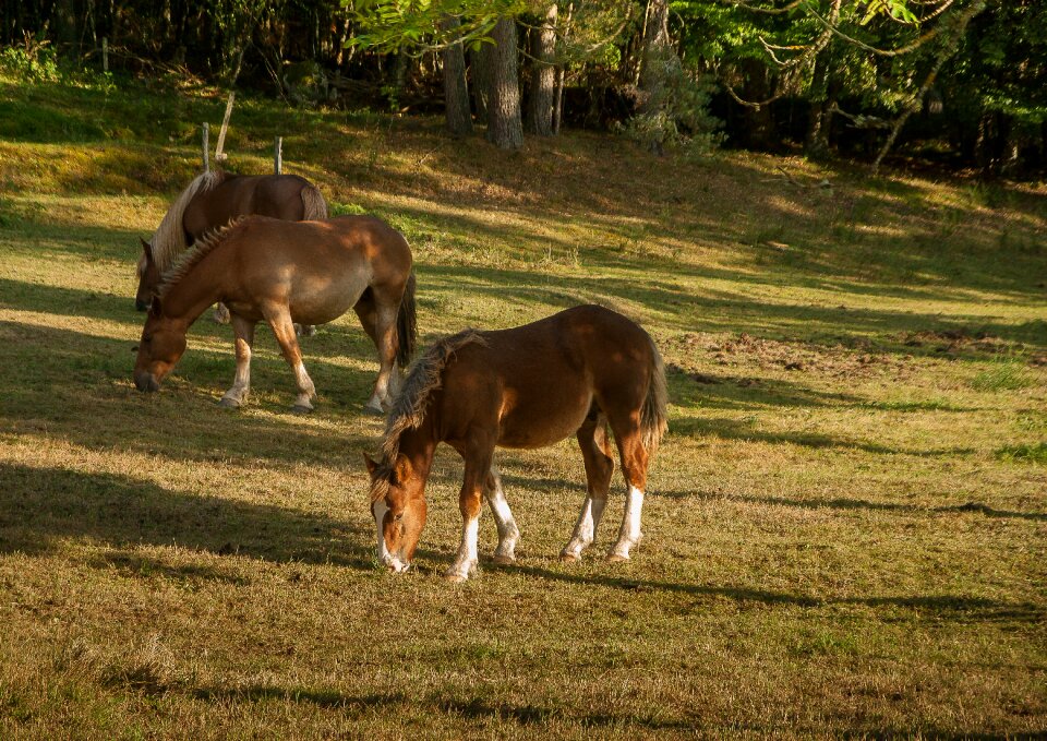 Herd blond mane feed