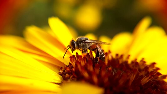 Pollen bee pollination