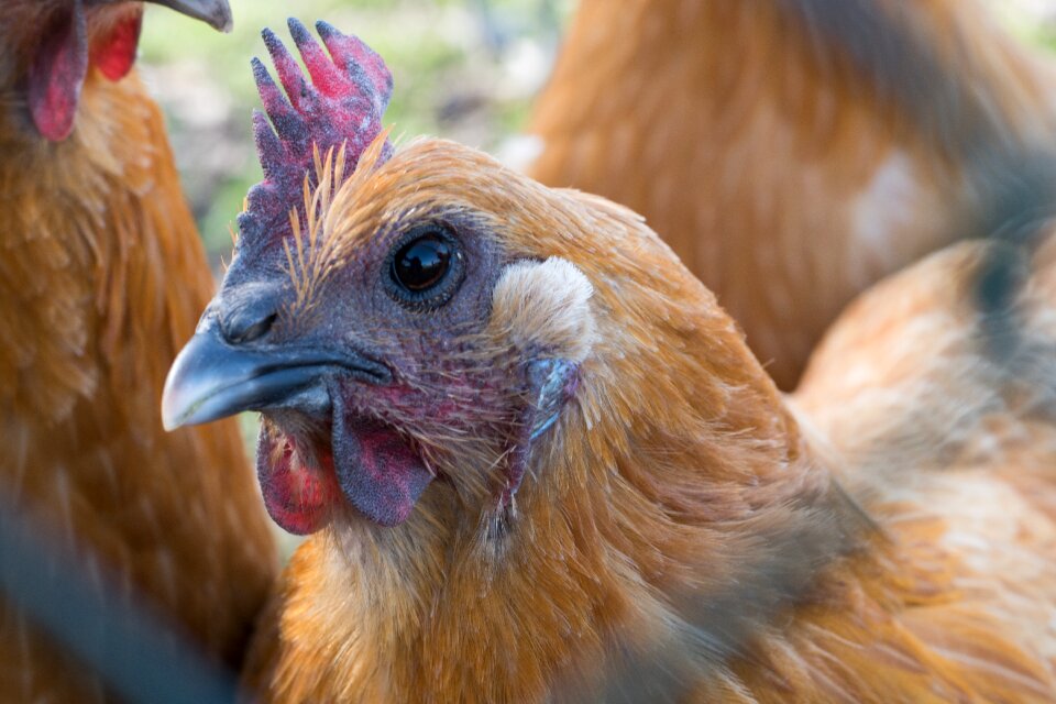 Brown farm agriculture
