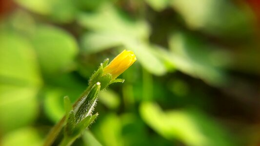 Outdoors growth summer