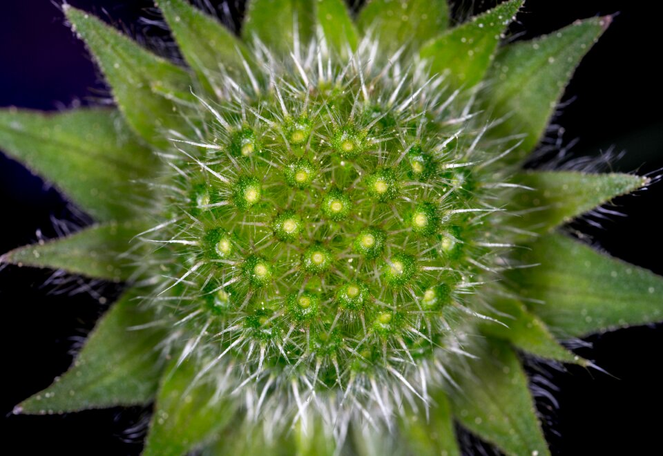 Plant macro bud