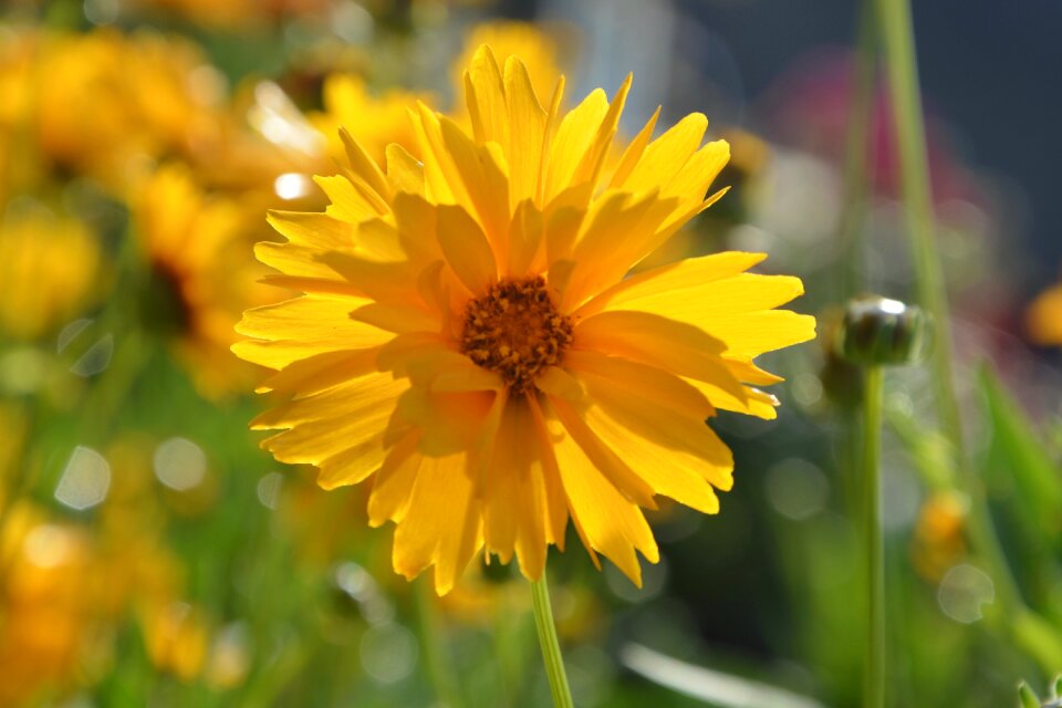 Green leaf petals yellow was