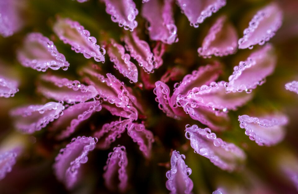 Plant outdoors clover