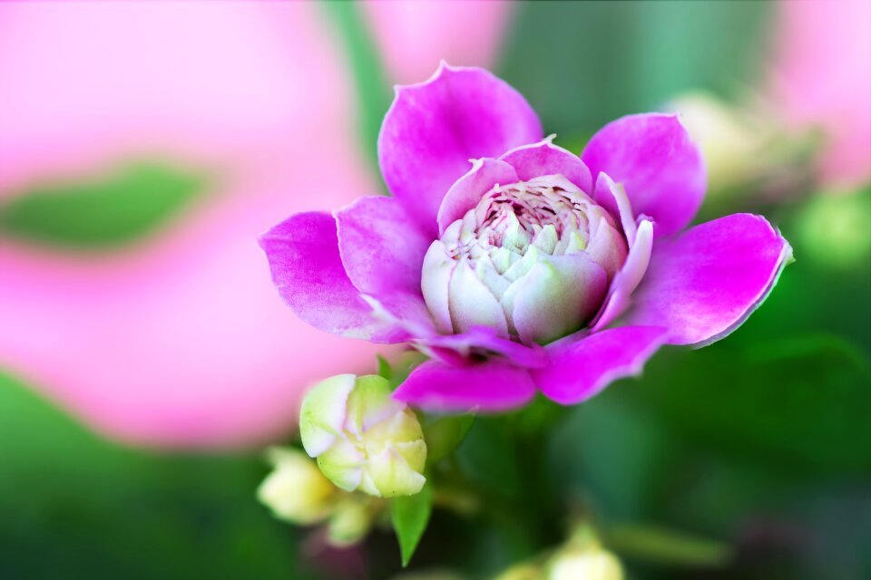 Garden macro pink