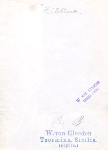 Gloeden, Wilhelm von (1856-1931) - n. 0062B - Zitellona - ex Texbraun Collection, Galerie David Guiraud, Paris-verso