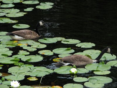 Water goose waterfowl photo