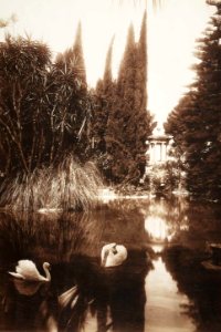 Gloeden, Wilhelm von (1856-1931) - n. 0151 - Villa Tasca, Palermo - Fotomontaggio con cigni - 1909 - inet