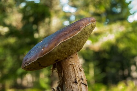 Forest fall pick