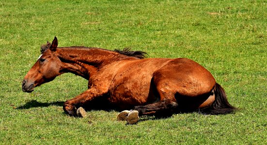Play rolling meadow