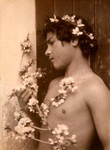 Gloeden, Wilhelm von (1856-1931) - n. 0341 recto - Mandorlo in fiore - Deponirt 27 Jan 1899 - ex Texbraun Collection, Galerie David Guiraud, Paris