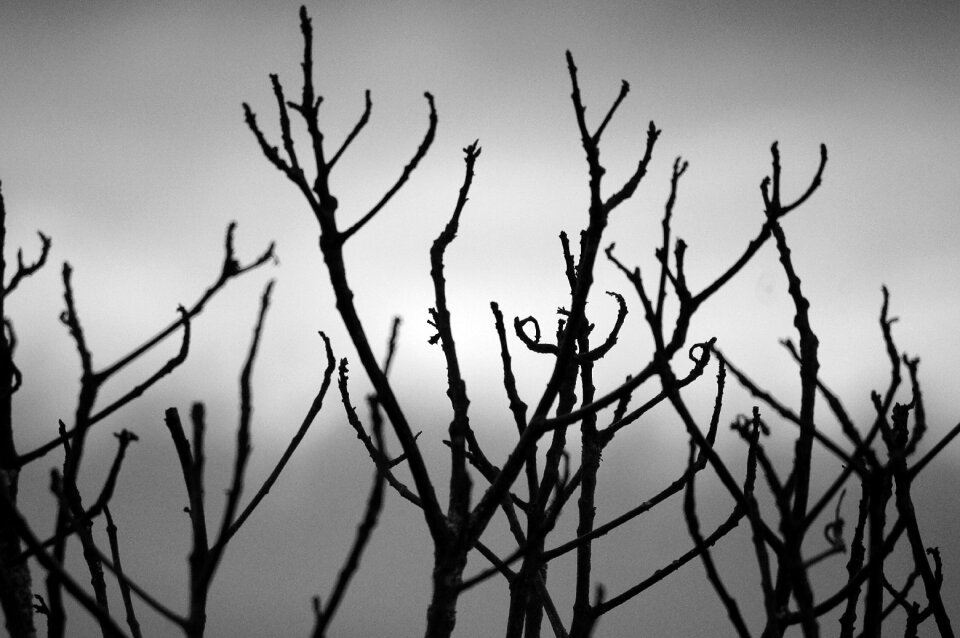 Nature tree landscape