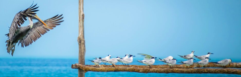 Holbox pelican bird