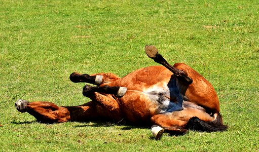 Play rolling meadow