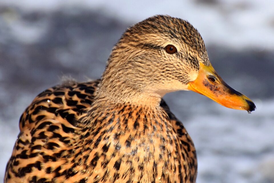 Mallard bird feather photo