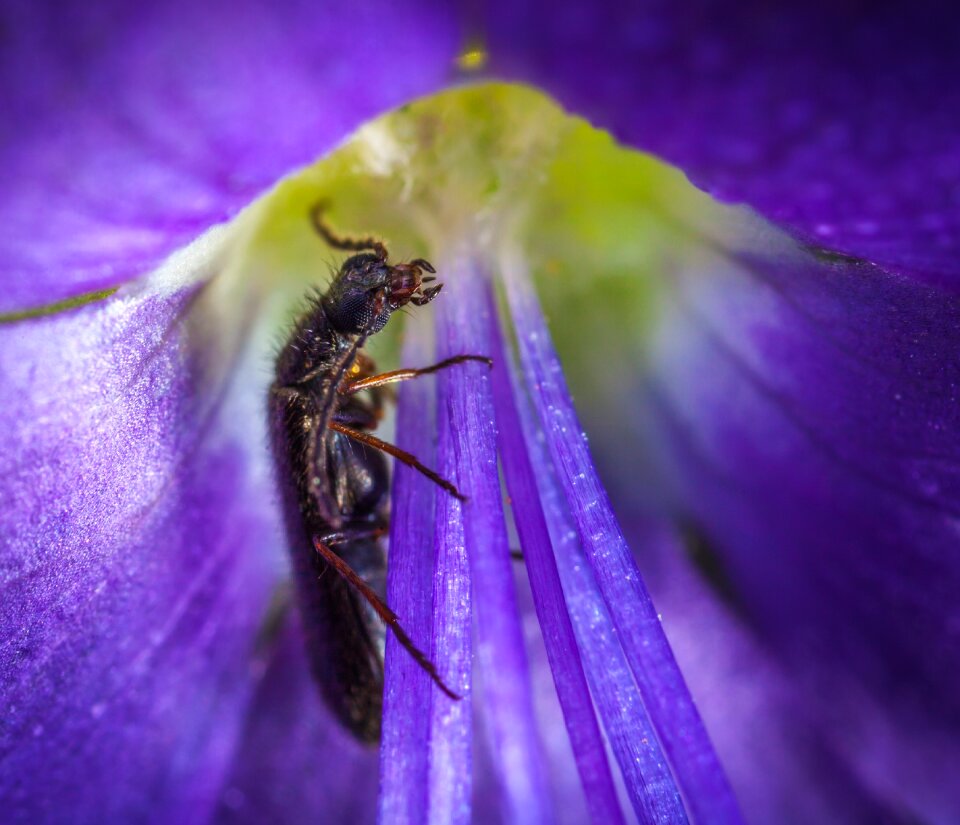 Plant summer beetle