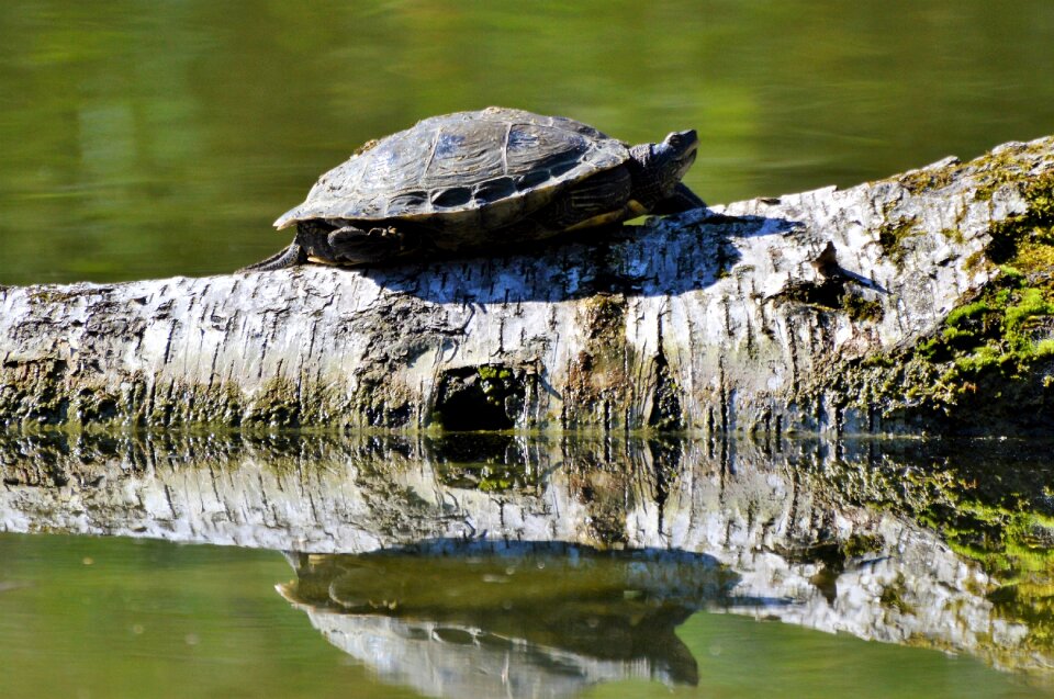 Tortoise shell giant tortoise lake photo