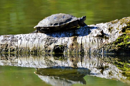 Tortoise shell giant tortoise lake