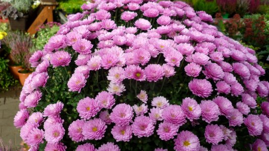 Pink great flowerpot