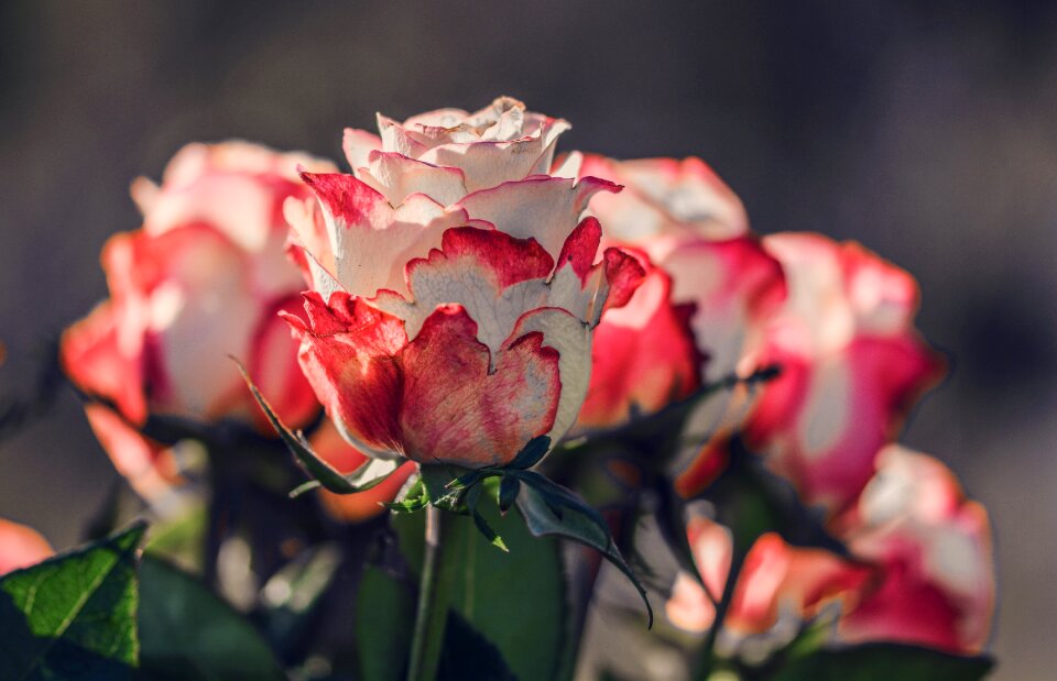Decorative floral decor