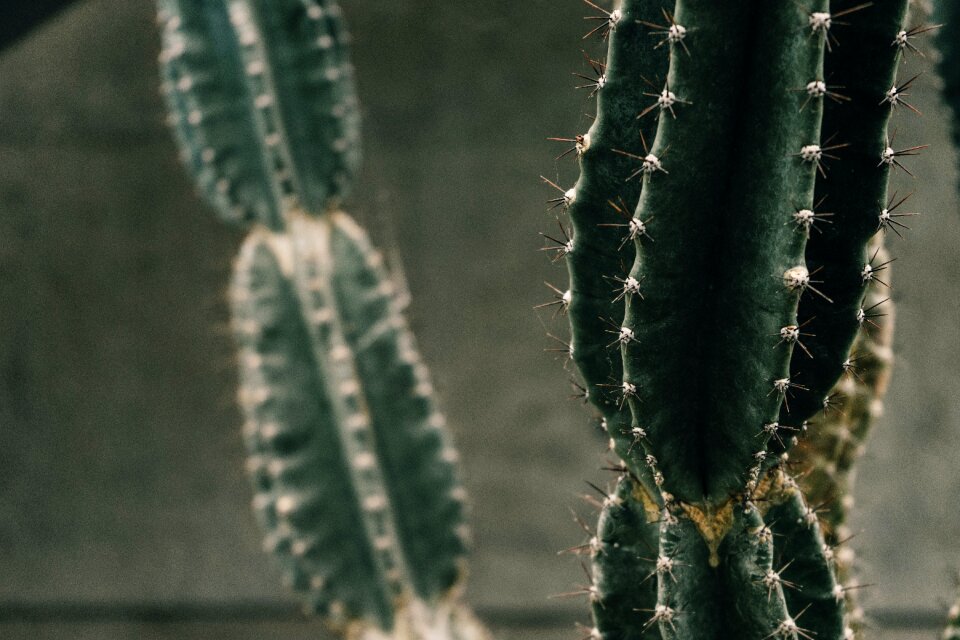Thorn cactus green
