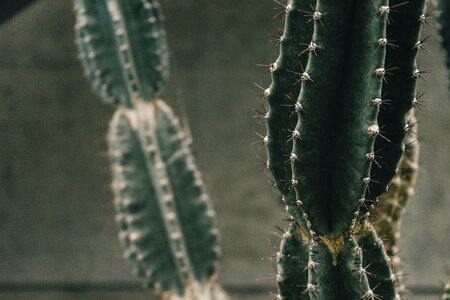 Thorn cactus green photo