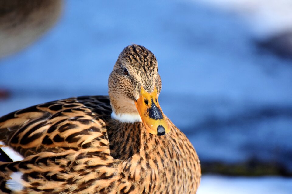 Mallard bird feather