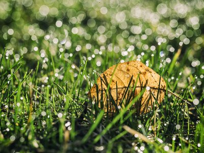 Dried autumn fall