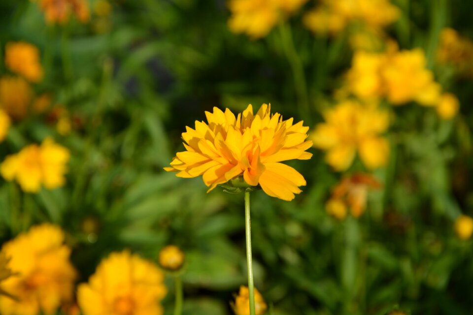 Country summer plants