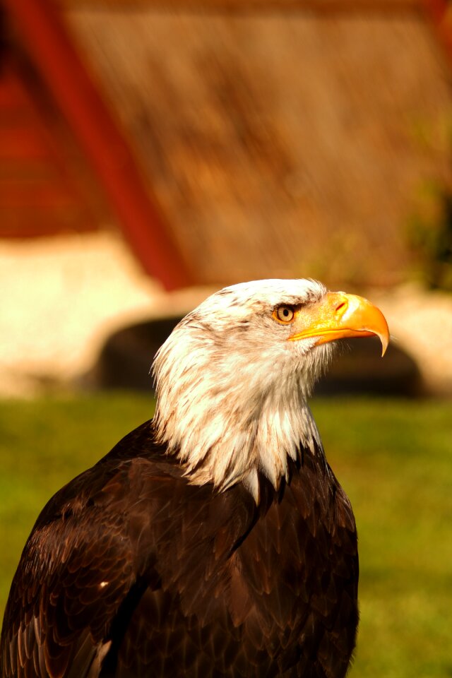 Bird bird of prey waiting bald-eagle