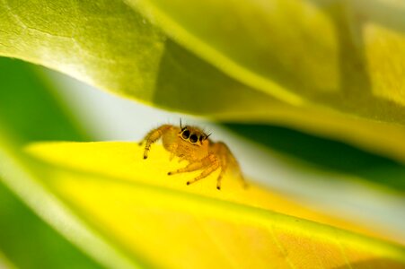 Yellow spider nature photo