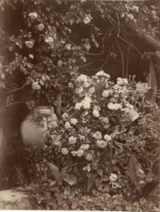 Gloeden, Wilhelm von (1856-1931) - n. 2594 - Giara con fiori - Sehnsucht p.72 - ex collection Levy - recto