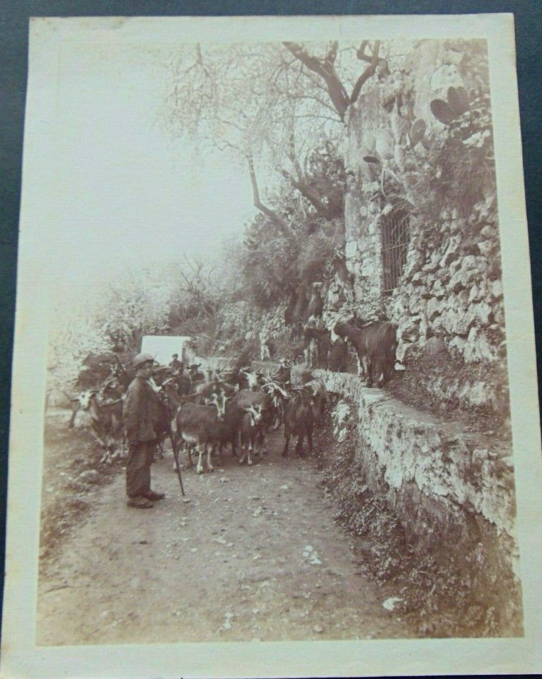 Gloeden, Wilhelm von (1856-1931) - n. 2615 recto - Capraio - Timbrata, cm 18x24