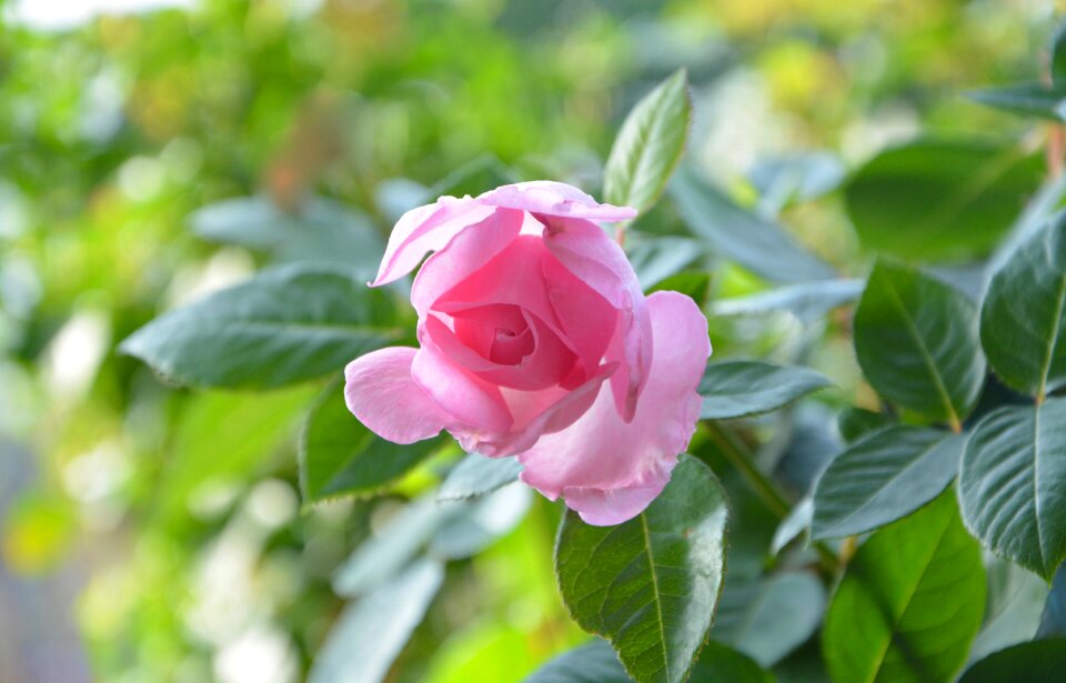 Nature offer garden