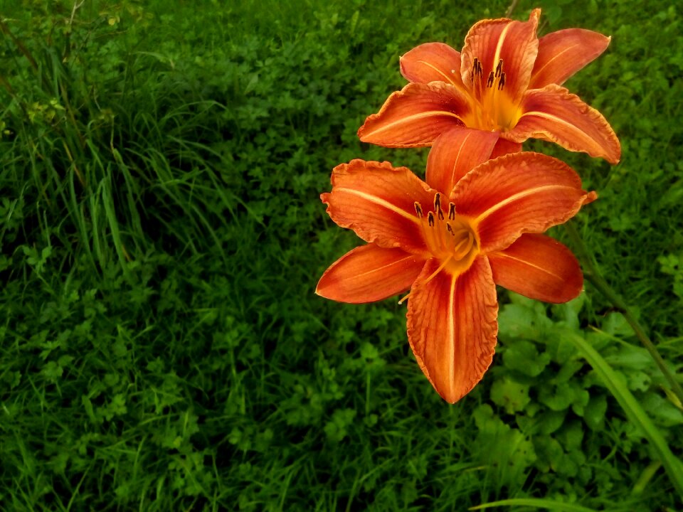 Garden flowers flora