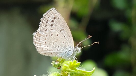 Insects butterfly outdoors photo