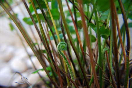 Macro leaf garden