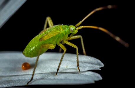 Living nature animals bug