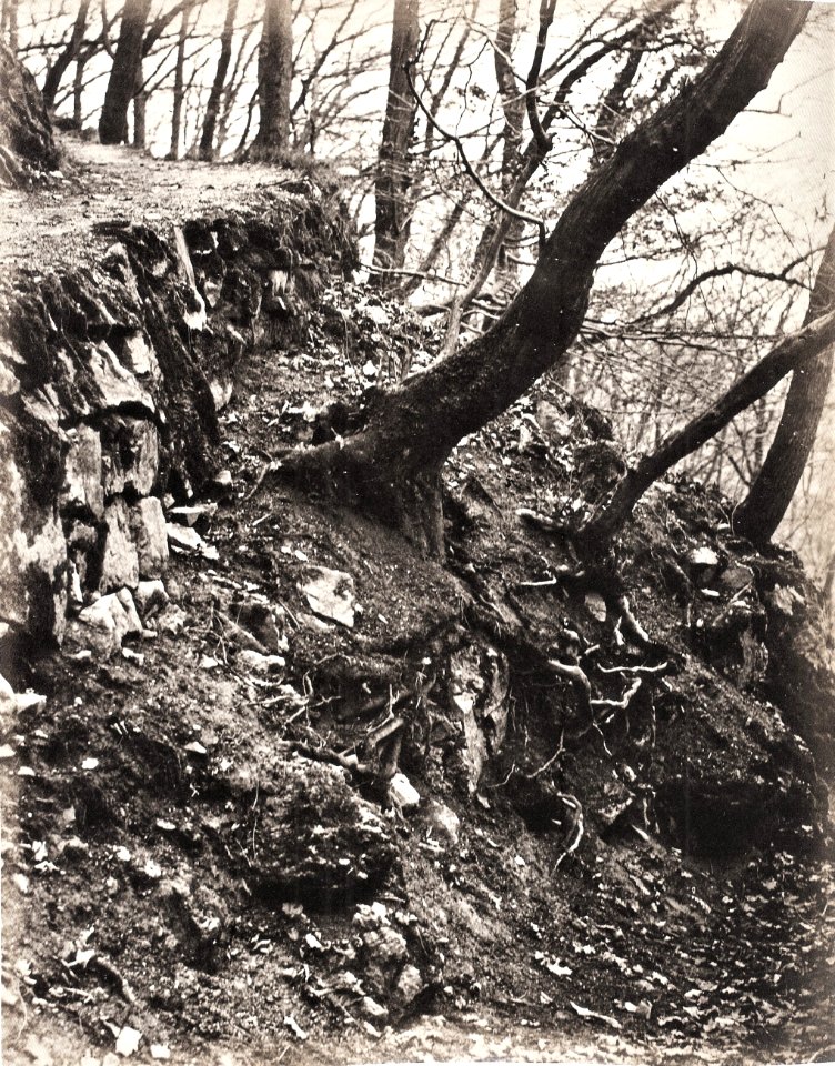 GM Eckert - NS, Vordergrundstudie - Terrain mit Wurzeln und Stämmen, Heidelberg 1866-68 (ZBm288)