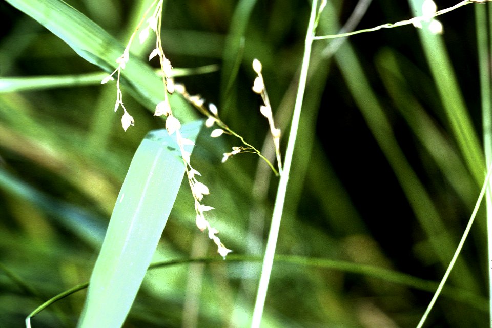 Glyceria canadensis NRCS-1