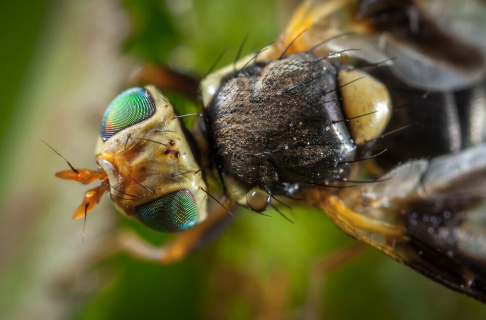 Fly wing macro