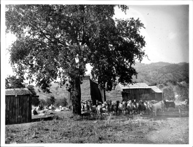 Goat herd owned by Tule River Indians, Tule River Indian Reservation, near Porterville, ca.1900 (CHS-3849)