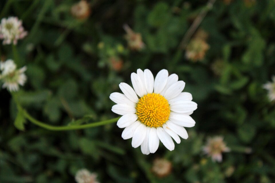Summer floral garden
