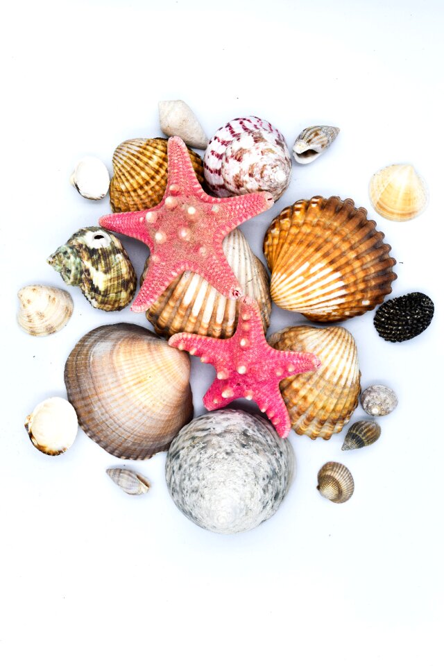 Crustaceans scallop beach