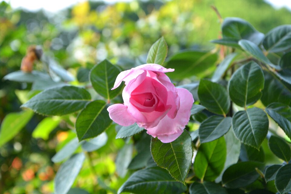 Love tenderness color pink