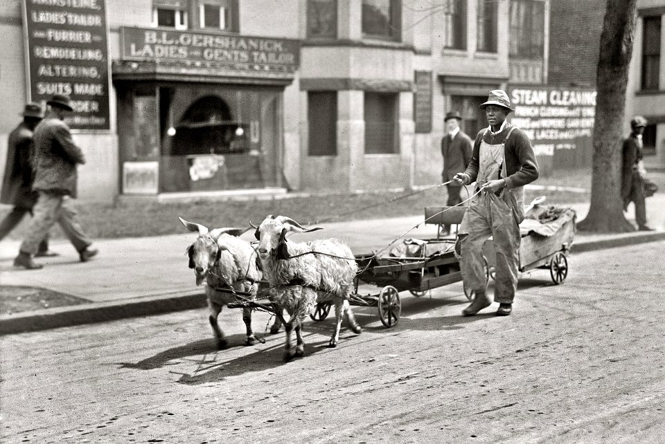 Goat team - Washington, D.C.