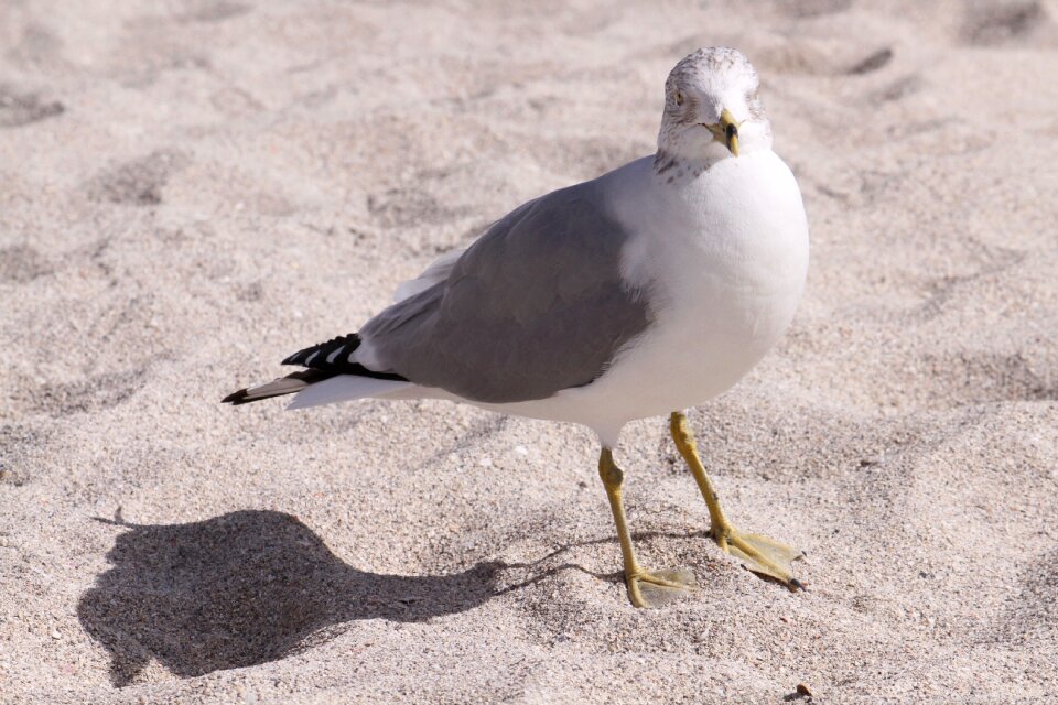 Bird animal white