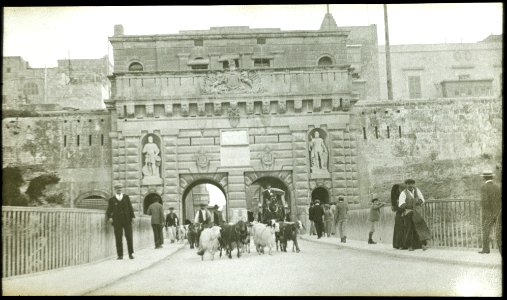 Goats at Port Real Wellcome L0045092